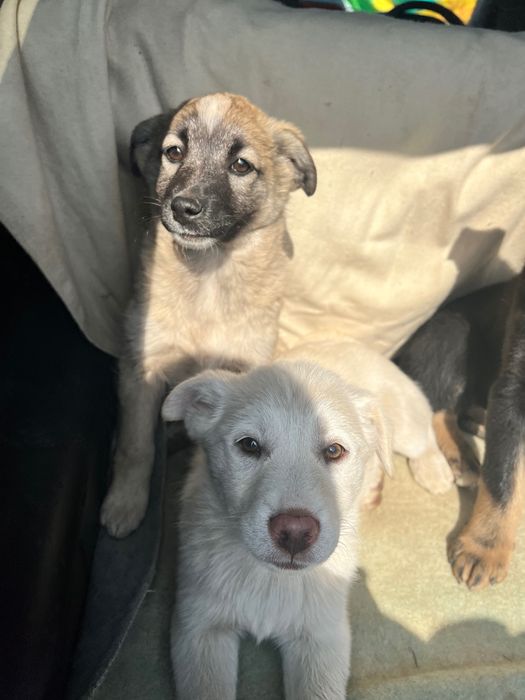 Отдам щенков в хорошие руки