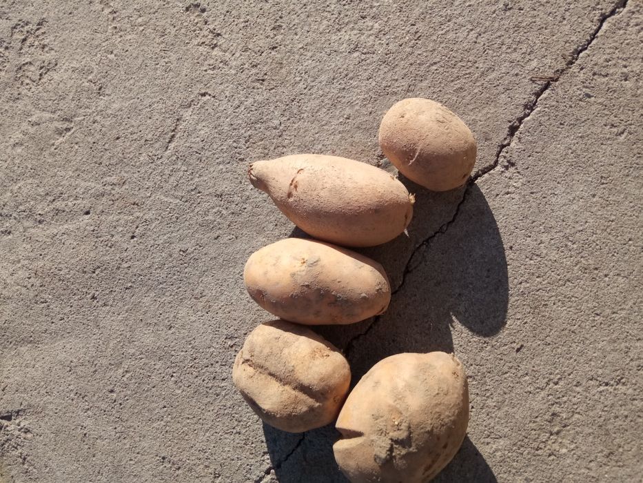 Семенная картошка