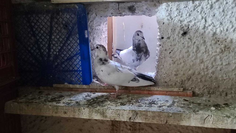 Продам пискунов от высоко лётных игровых ИНДОПАКИСТАНЦЕВ