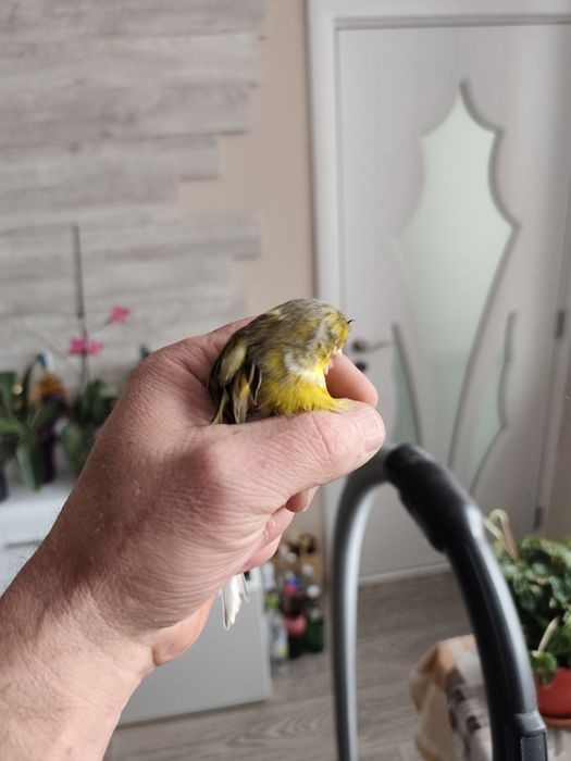 Женски Глостер Консорт- пеещ.Готова е за размножаване.