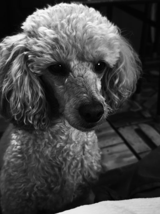 Отдам в хорошие руки