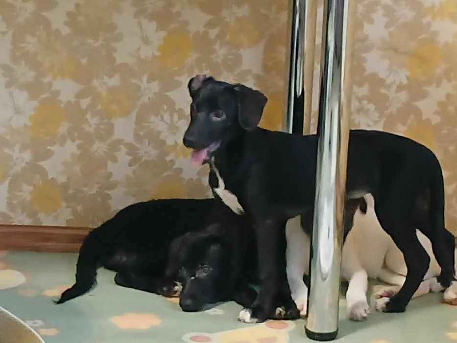 Собачки,щенки, малыши