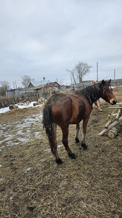 Продаем кобылу, 4 года
