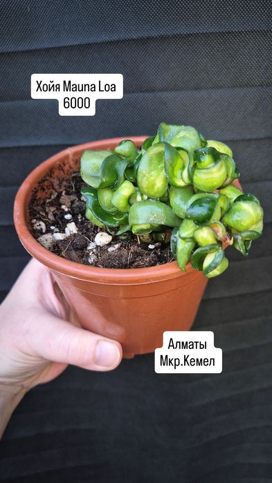 Комнатные растения