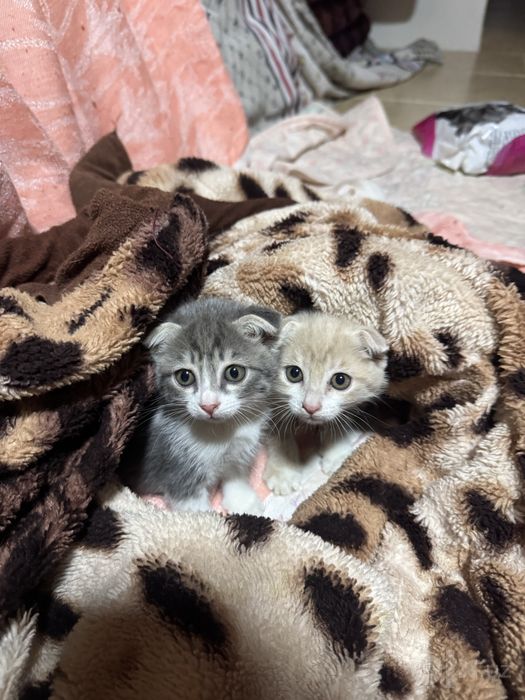 Котёнки отдам даром