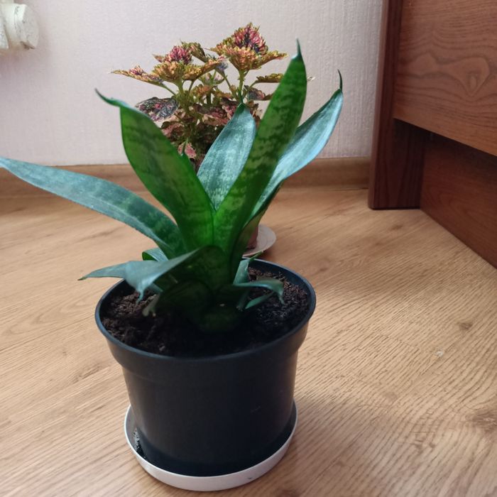 Продам комнатные цветы