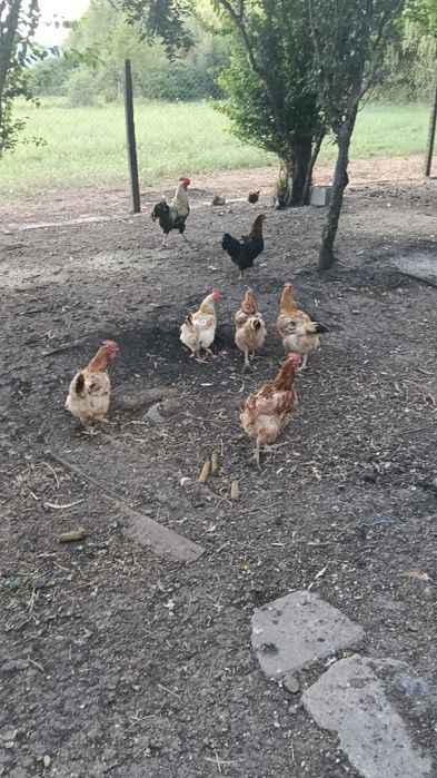 Vând găini rasa mixta