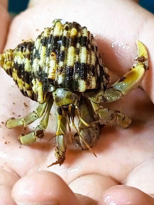 Очаровательные раки-отшельники