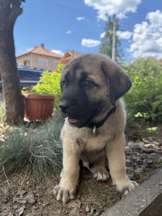 Кангал / Kangal Турция