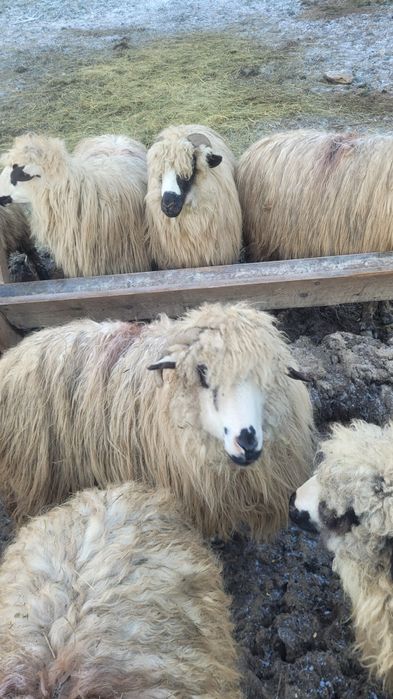 Vând cinci oi tinere doua fătare mai multe detalii la telfon
