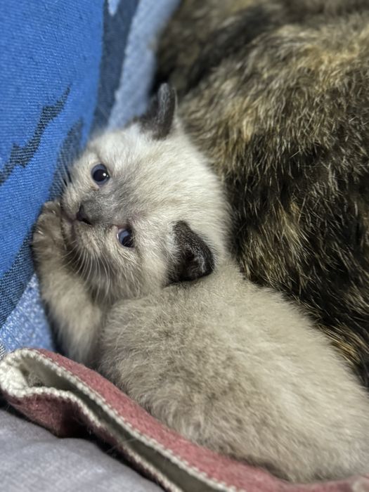 Отдам котят  в добрые руки!