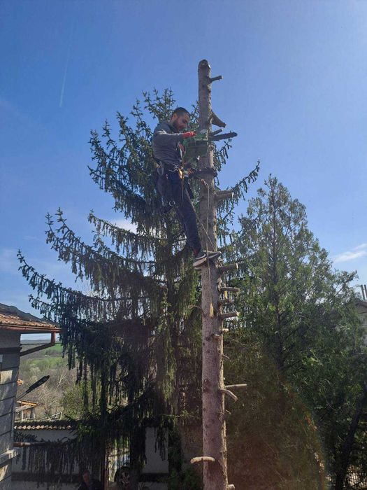 Рязане на опасни дървета почистване и извозване
