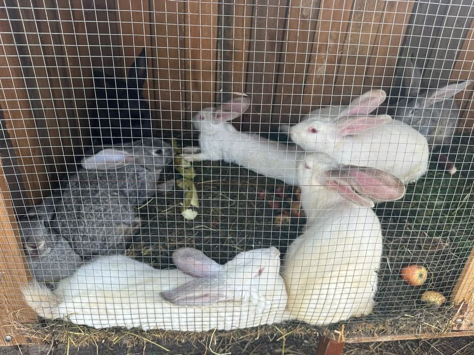 Продам  кроликов