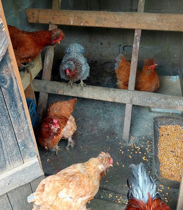 Ouă pentru incubat.