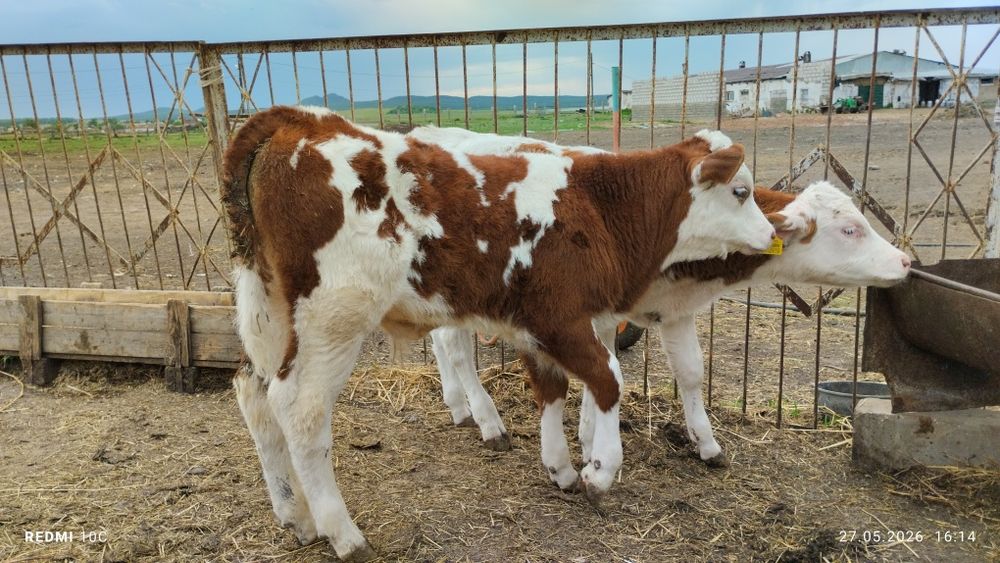 Продам 2х телят бычок и телочка.