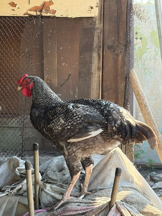 Продам или обменяю петухов