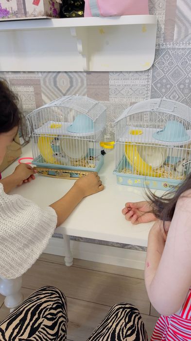 Продаю хомяков с клеткой