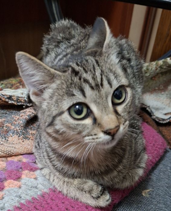 Отдаём бесплатно котика