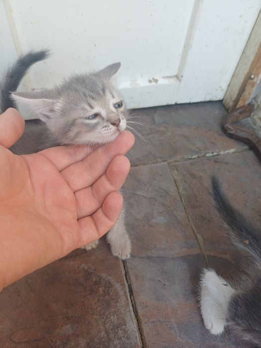 Отдам котят даром