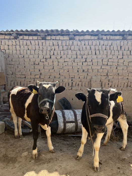 Қой қозысымен бұзаулар