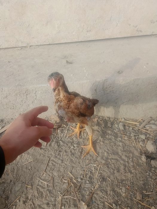 Makiyon joʻjalar sotuvda qiziqqanlar uchun soni 4ta