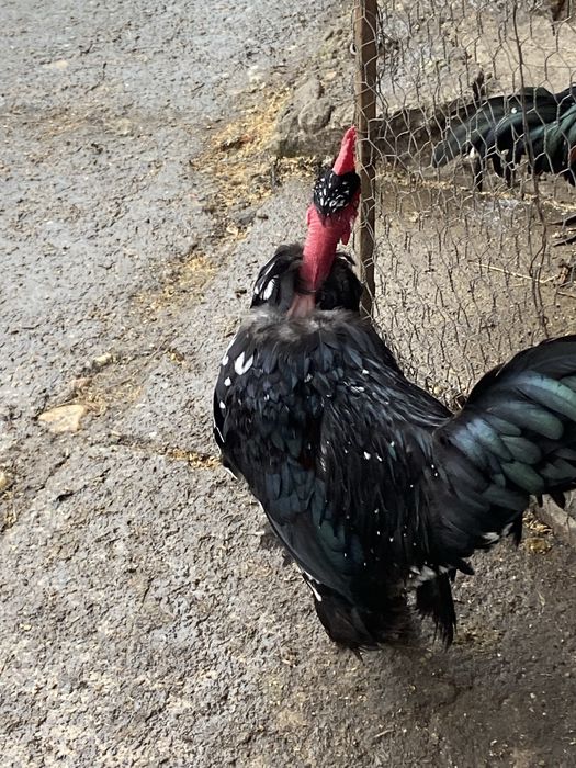 Vand cocosi liliputi