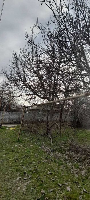Продам орешины деревья, 6 штук
