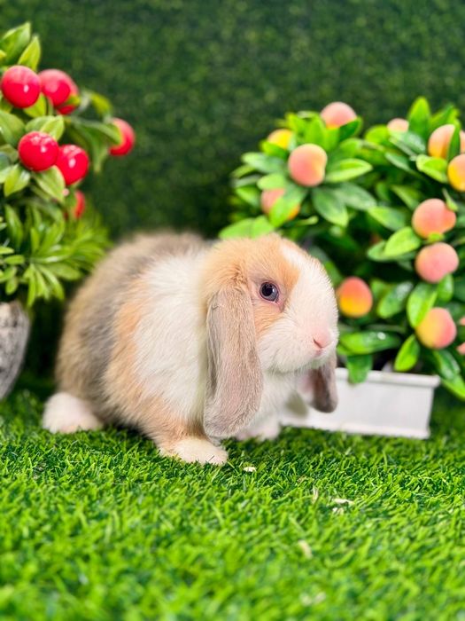 Quyon кролик va Qafas Клетка