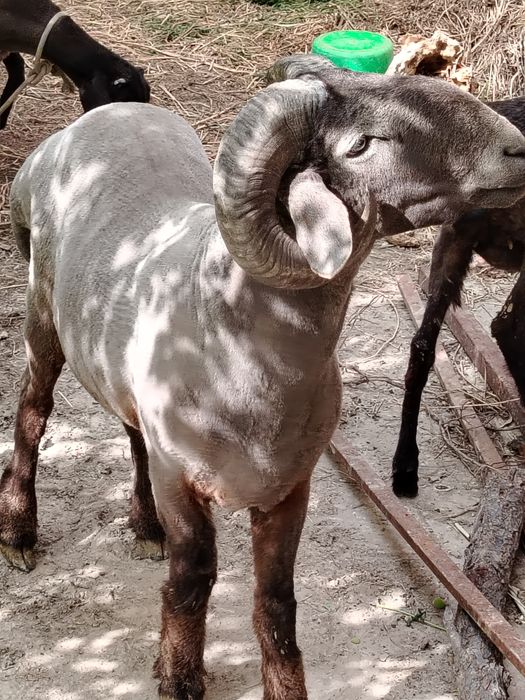 Jangara 2yoshar sotiladi