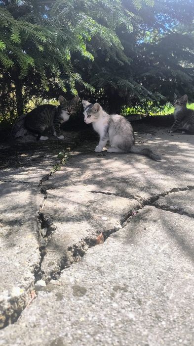 Donez pisicuțe pentru iubitorii de animale