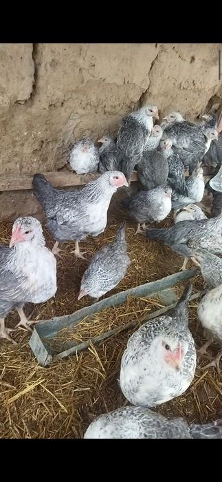 Барковский цыплята