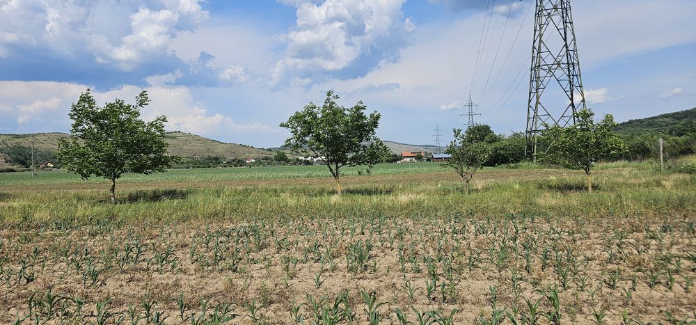Vand teren intravilan intre Sard si Ampoita