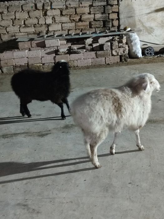 Семіз бағында тұрған Қой сатылады 80000