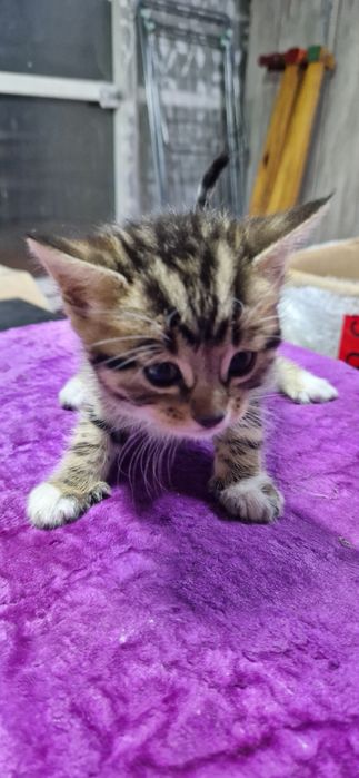 Бенгальские котята