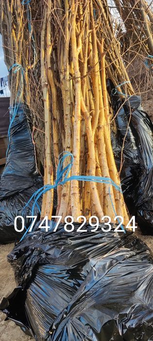 Puieți de mesteacăn