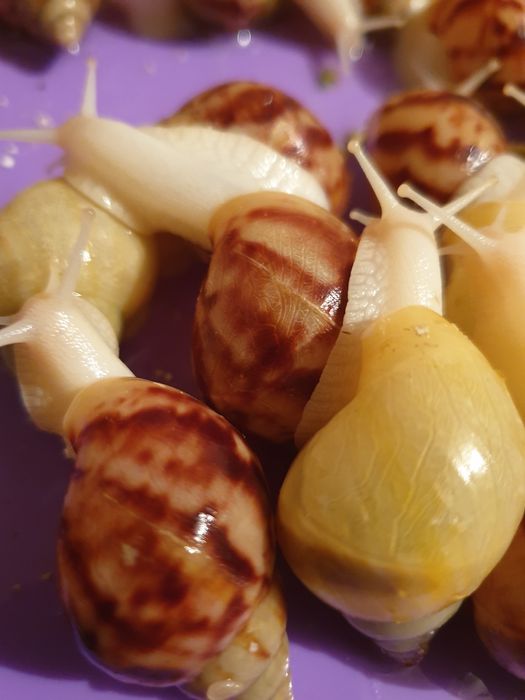 Смотреть үлкен сиськи порно видео онлайн