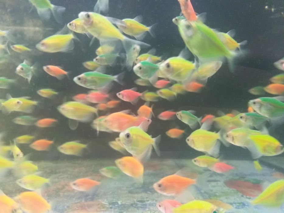 Рыбки для акквариума тернеция