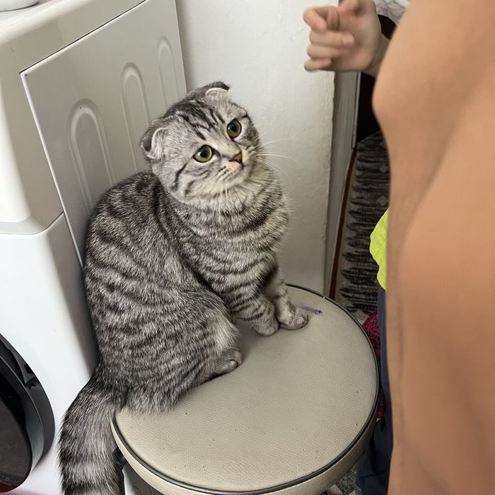 9 айлық қыз мысық сатылады.