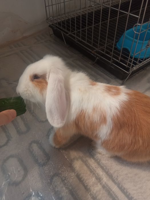 Zotli dekorativ Quyon sotiladi