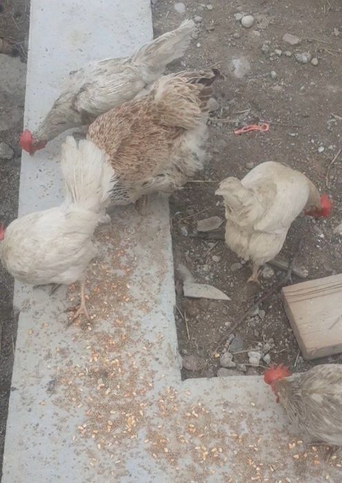 Товук сотилади оптом