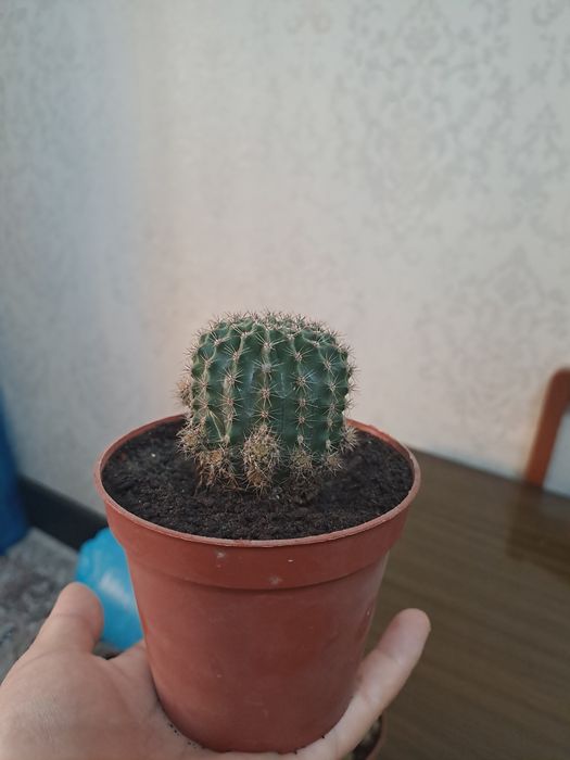 Кактус. Адрес сергили