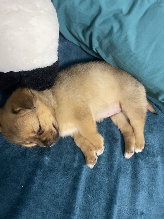 Vand catelus sau donez