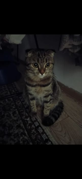 Отдам кошку девочку