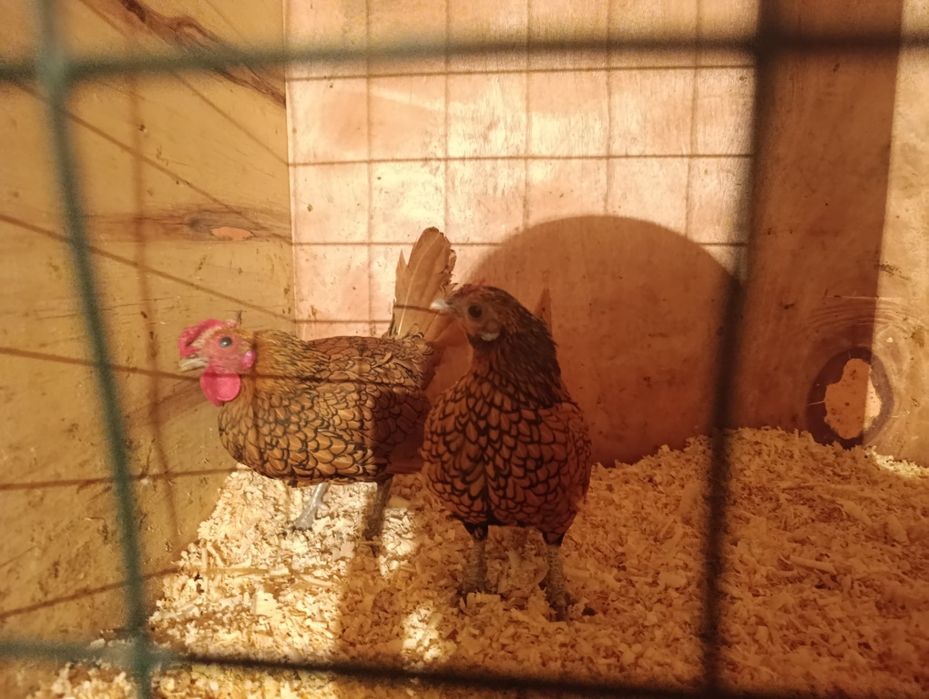 Сибрайт золотистый