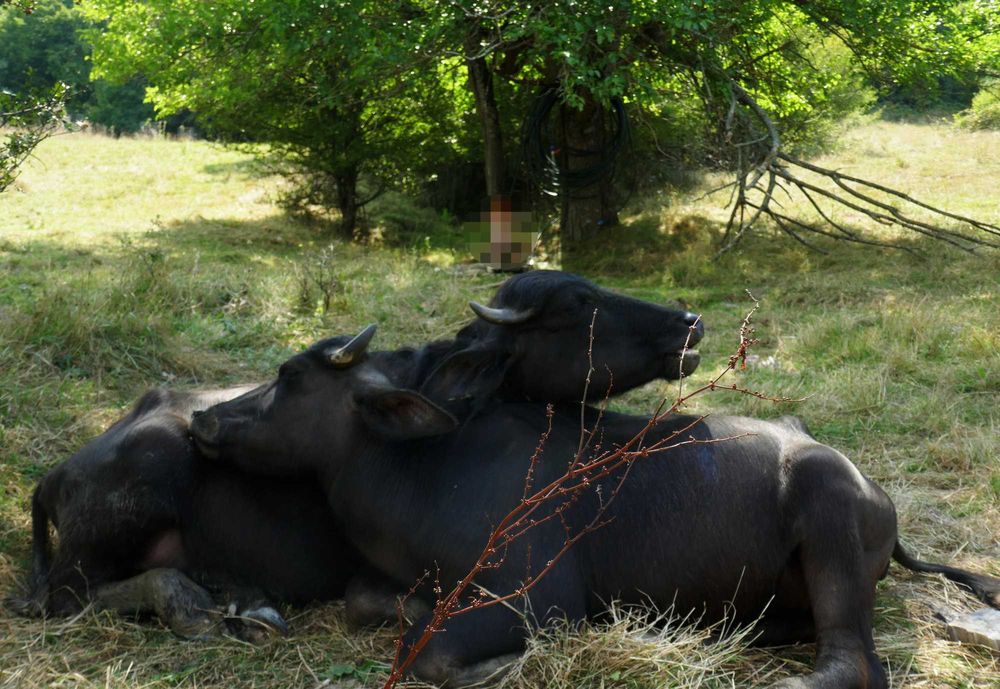 Продава се Парцел в с. Стеврек, Област Търговище - 50000 кв.м за 5 €/кв.м - Снимка #5