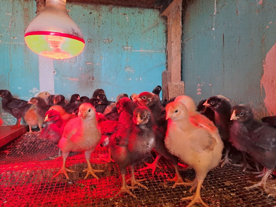 Pui de zii rasa mixta