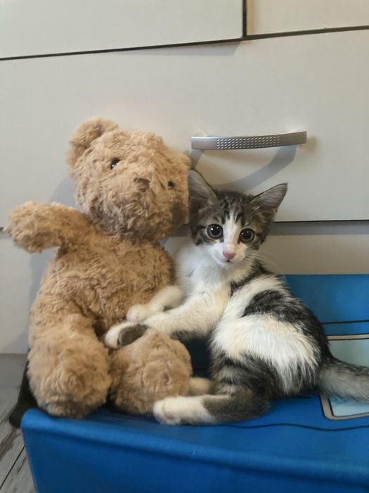 Котенок в добрые руки мальчик