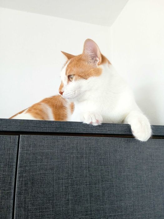 Подарявам мъжко коте