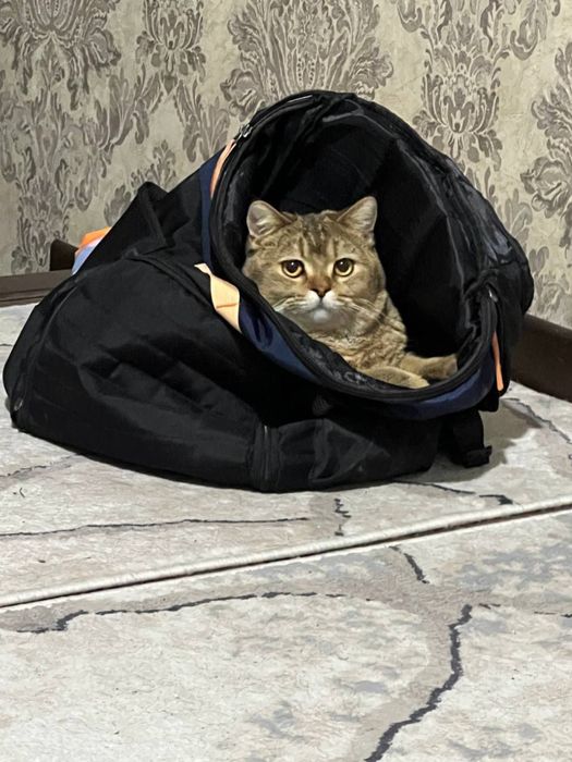 Mushuk Zalatoy shinshila toza arginal zoti