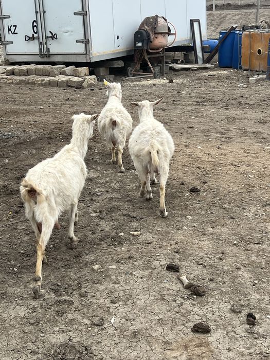 Занен ешкі сатылады